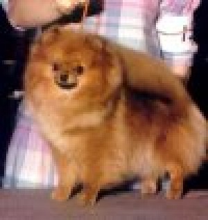 Chip-A-Way's Diamond Keepsake