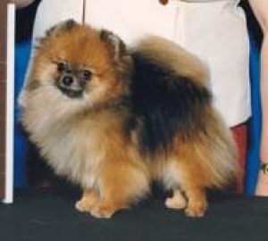 Artic Poms Rasin-A-Ruckus