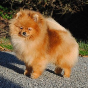 Silhouette's Sapphire Isle