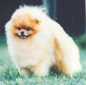 Chriscendo Causin Comment