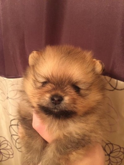 Myrcella at 5 wks old