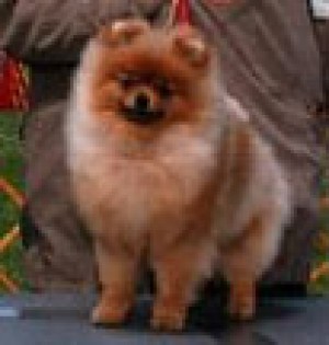 Lil Behrs Every Ready Reprised