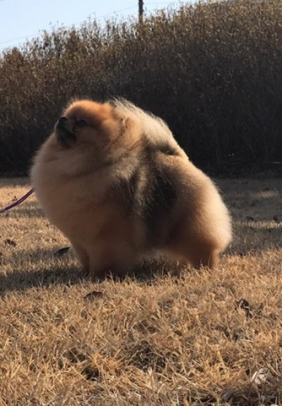 Drago at 2.5 years old