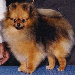 Noble's Relentless Pursuit