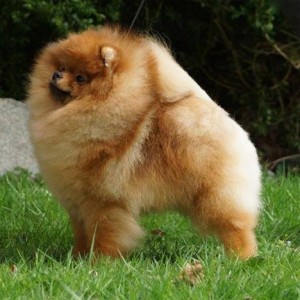 Sunterra Star Sighting