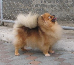 Pak Dome's She Walks On Snow