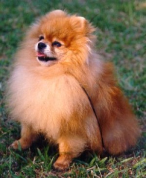 Chriscendo Western Express