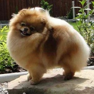 Tokie Too Close To Call