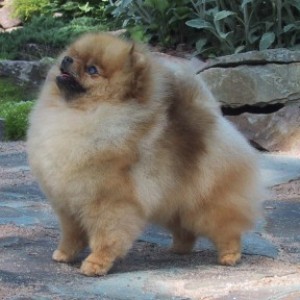 Chriscendo Casting Call