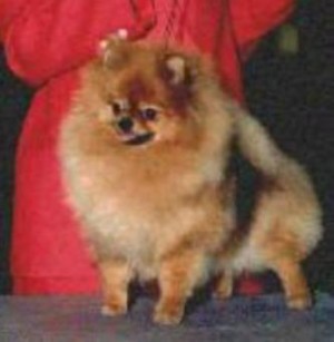 Glen Iris Lady Guenevere