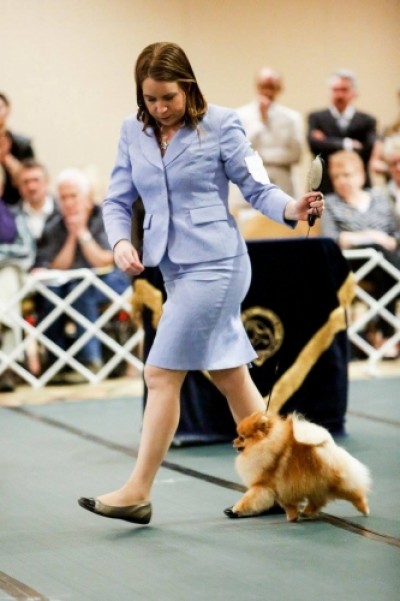 Bran on the move at the 2017 APC National Specialty