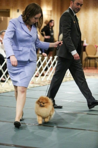 Bran in the ring at the 2017 American Pomeranian Club National where he took 2nd in Sweepstakes 9-12 mos.