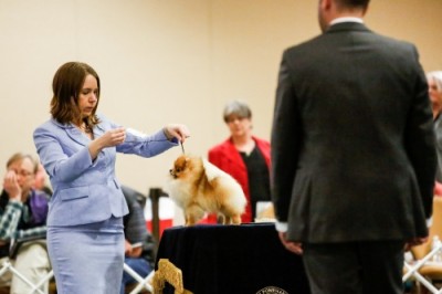 Tarly in the ring at the 2017 American Pomeranian Club National Specialty where he won 1st in American Bred & Best American Bred In Specialty.
