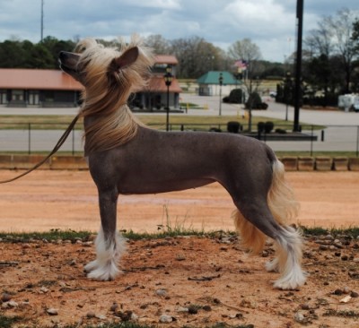 Pippa at 3 years old