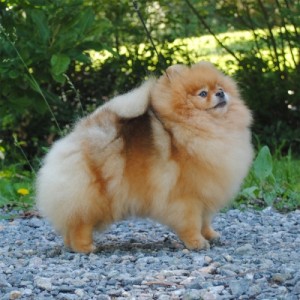 Silhouette's Sweet Disaster