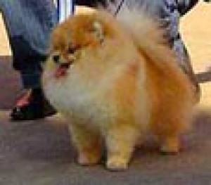 Jolvin Opaline Peannete Royale