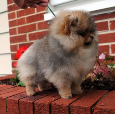 Desdemona at 13 wks old