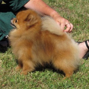 Cheyenne's The Gambler of Lenette