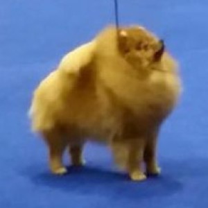 Carlang Just Makes Sense