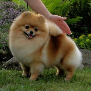 If I Could Fly Premiera