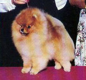 Chinadoll's Terminator