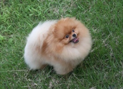 Bronn at his new home in South Korea