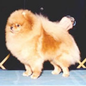 Glen Iris Castle In The Sky