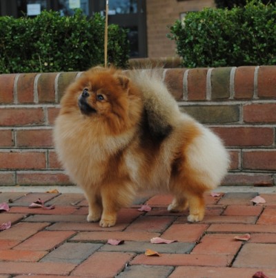 Sweetie at 3 yrs old