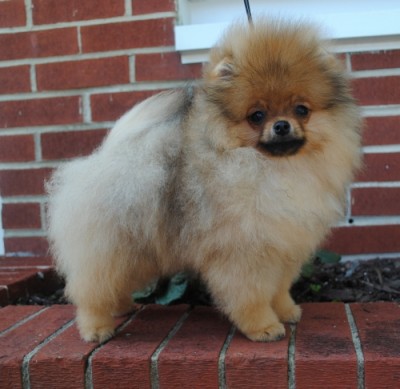 Pepper at 14 wks old