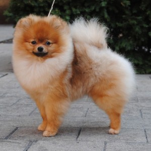 Johnnylicious Down The Rabbit Hole