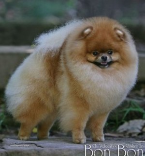 Velocity's Shake Ur Bon-Bon