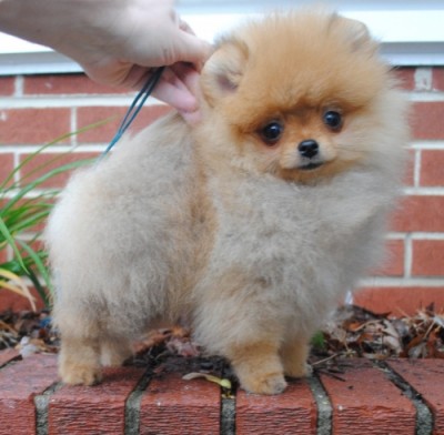 Bradley at 14 wks old