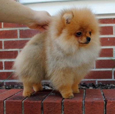 Bradley at 16 wks old