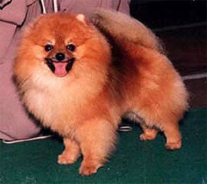 Pettistree Hey You Bee