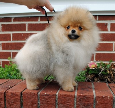 Freddie at 14 wks old