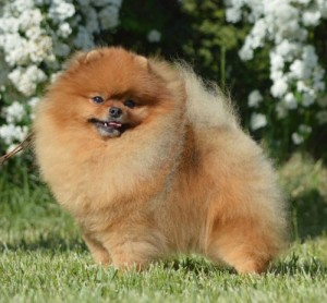 Nev Lemar Rock-N-Roll