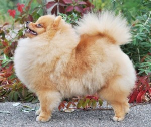 Nev Lemar Tutti-Frutti