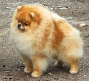 Noble's In It To Win It