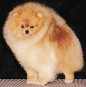 Chriscendo Coming Attraction