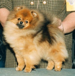 Finch's The Legend Continues