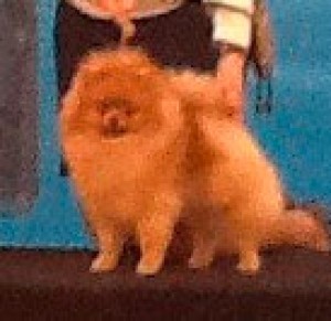 Thai Silk Right Now New Star Hloya