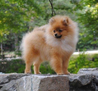 Rhubarb at 6mos