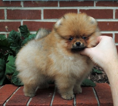 Charley at 8 wks old