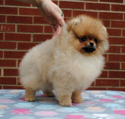 Charley at 11 wks old