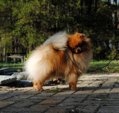 Harley at almost 2 yrs old