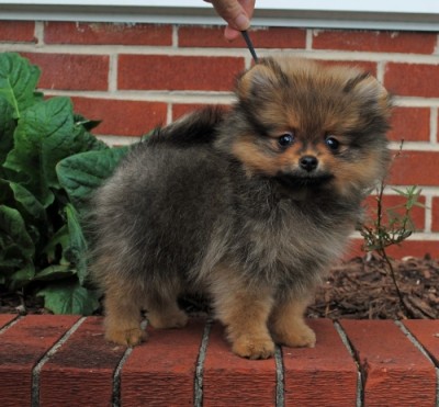 Shoofly at 8 wks old