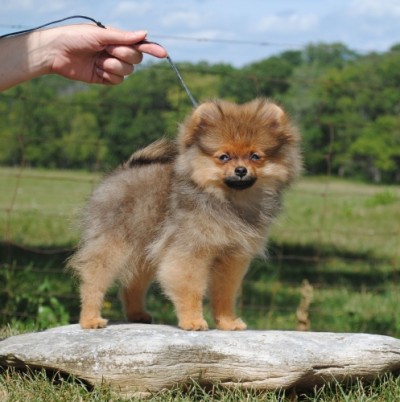 Shoofly at 14 wks old