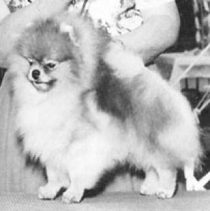 Tim Sue's Knight Light