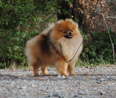 Rhubarb at 8mos old
