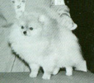 Emcee's Golden Bearnabee